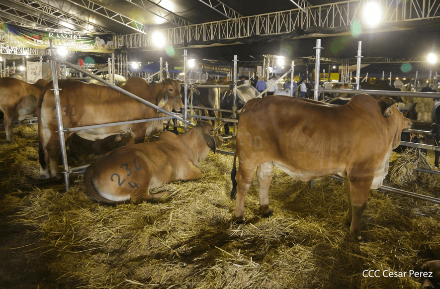 Ganaderos del Corredor Seco venden sus reses por El Niño