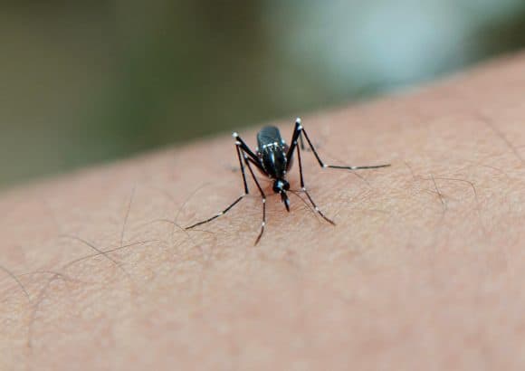 Dominican Republic reports 338 dengue and 137 malaria cases so far in 2026