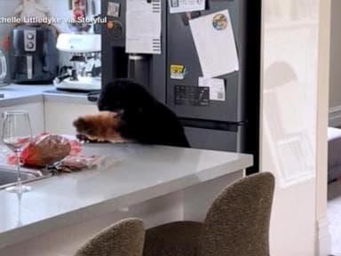 WATCH: Dog tries to grab the bacon
