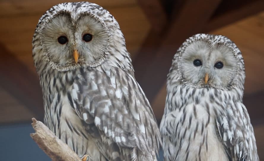 MINNESOTA BUSCA DEROGAR NUEVAS NORMAS DE LA LEY DE ESPECIES EN EXTINCIÓN